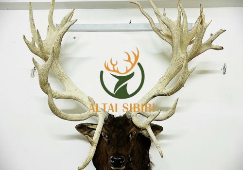 Đầu Hươu Mỹ Nghệ ( mặt lông)