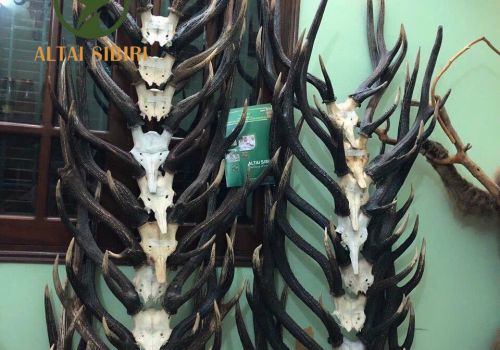 Mặt xương Nai  3 chi Rusa Timorensis